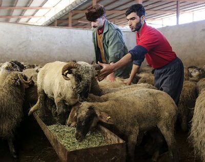 فاصله قیمت دام زنده تا گوشت در بازار غیرمنطقی است