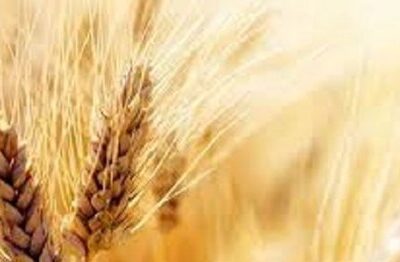 قیمت گندم بر پایه کیفیت تعیین میشود
