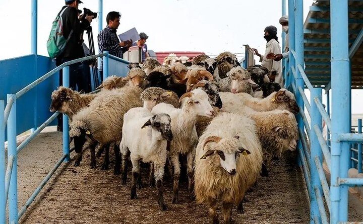 قیمت جدید دام زنده اعلام شد؛ گوسفند ارزان شد - تصویر