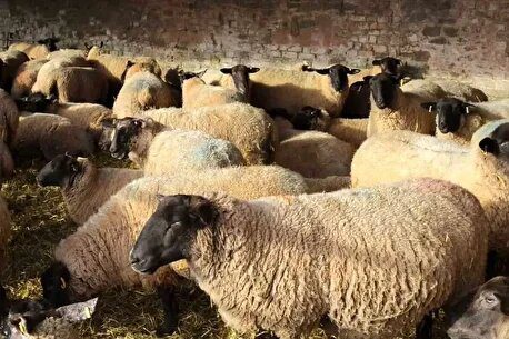 قیمت دام زنده کاهش یافت: گوسفند و گوساله ارزان شد