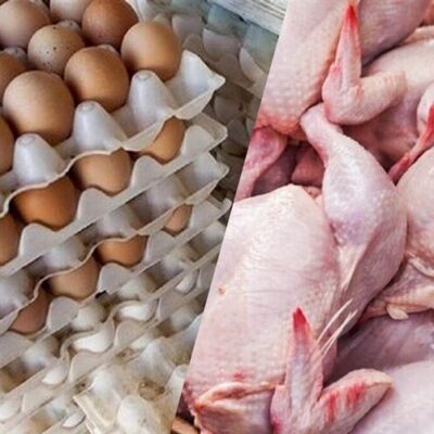 سقوط مصرف مرغ و تخممرغ در کشور با گرانی نهادهها