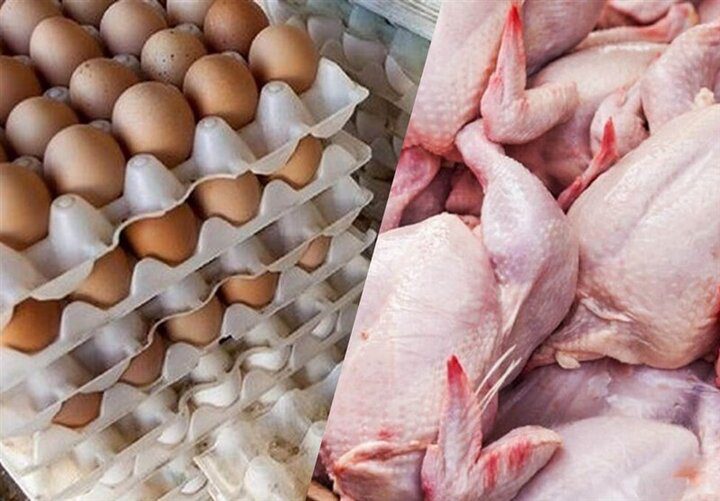 سقوط مصرف مرغ و تخم‌مرغ در کشور با گرانی نهاده‌ها - تصویر