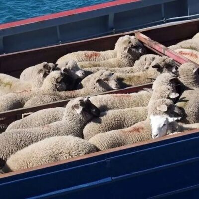 قیمت دام زنده سقوط کرد؛ جزییات بازار گوشت