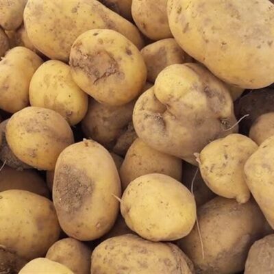 عرضه گسترده سیب زمینی آغاز شد/ قیمت جدید سیبزمینی را ببینید