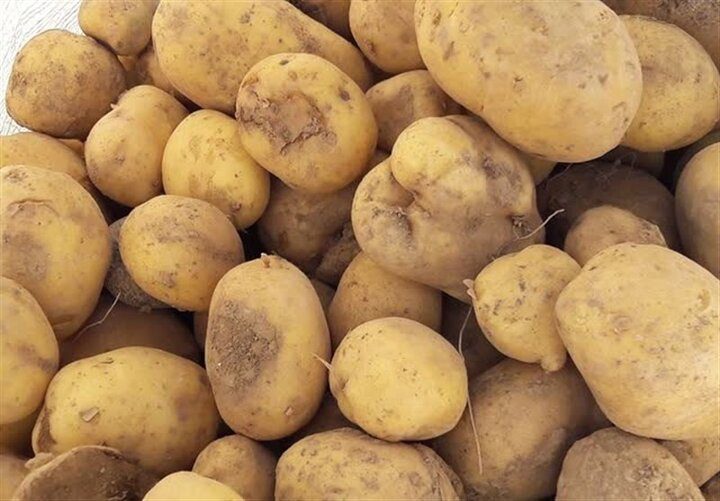 عرضه گسترده سیب زمینی آغاز شد/ قیمت جدید سیب‌زمینی را ببینید - تصویر