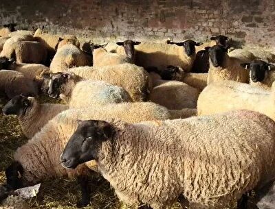 قیمت جدید دام زنده امروز ۲۹ اسفندماه ۱۴۰۴/ قیمت گوسفند چه تغییری کرد؟