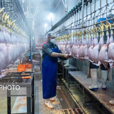 موافقت مجاز مشروط با صادرات گوشت مرغ بریده نشده