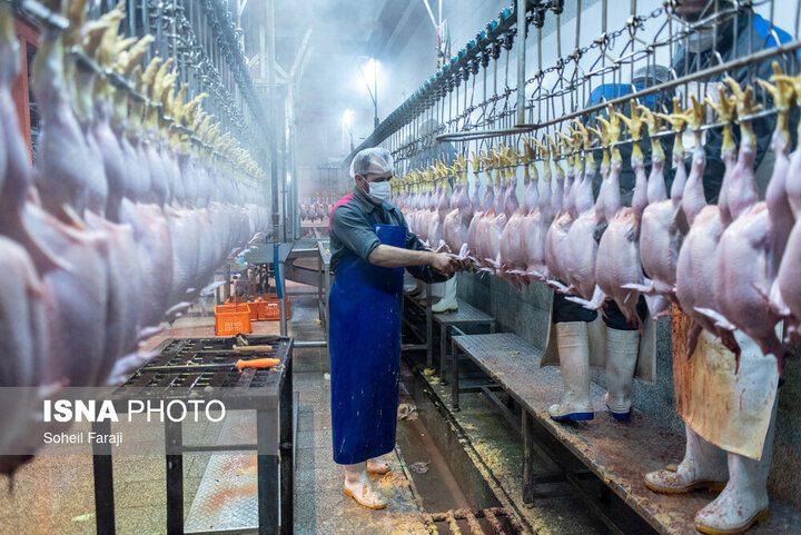 موافقت مجاز مشروط با صادرات گوشت مرغ بریده نشده - تصویر
