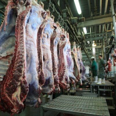 وضعیت امسال مراتع برای چرای دام عالی شد+ قیمت گوشت