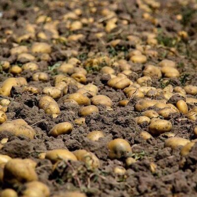 صادرات این کالا مجاز شد/ جزییات