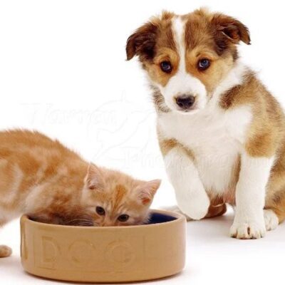 موج گرانی به نگهداری حیوانات خانگی هم رسید / هزینه ماهانه سگ و گربه چندمیلیون تومان شده؟